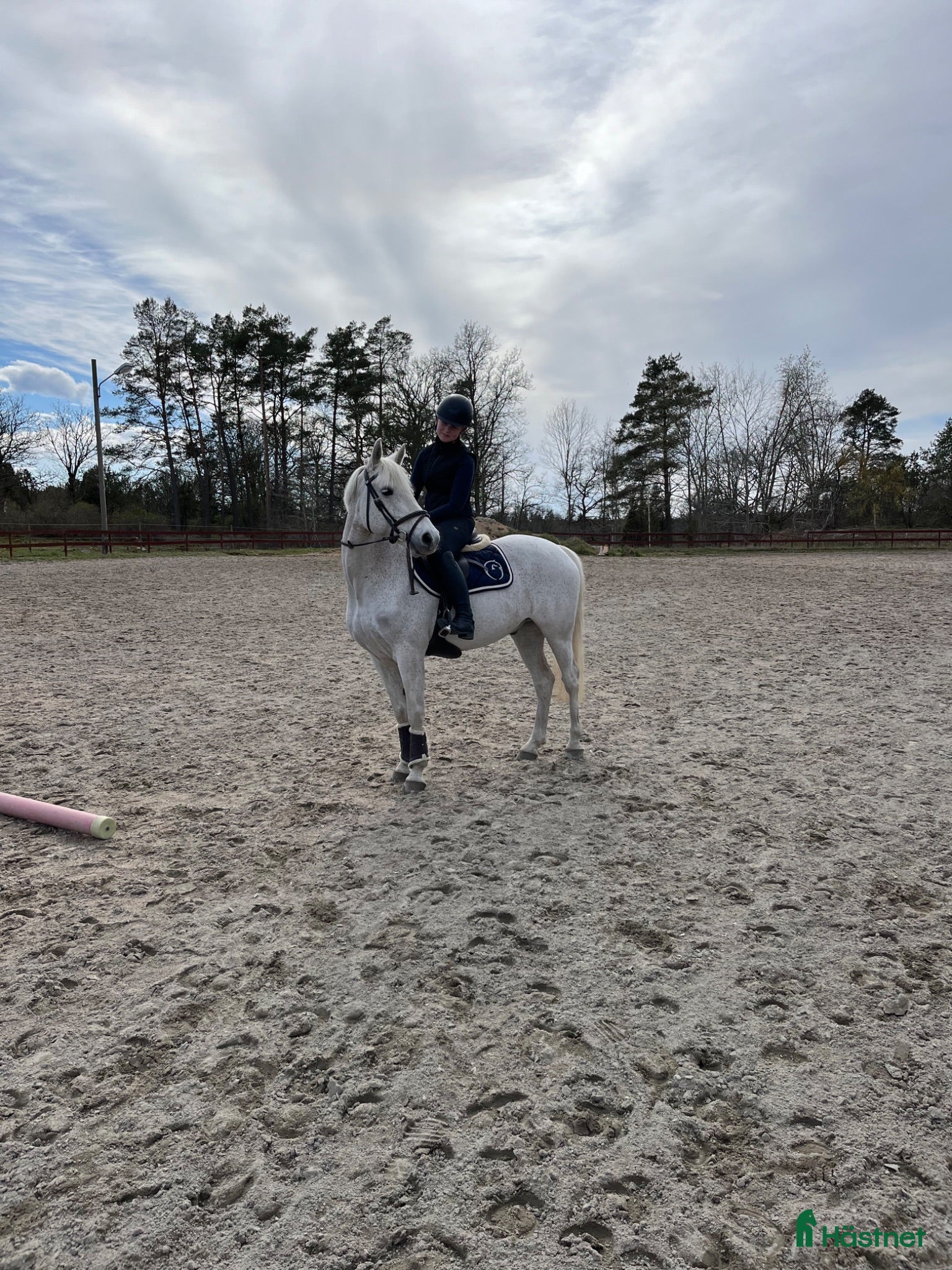  hästar Fin allround ponny❤️‍🩹 - Annons 7