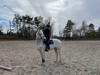 hästar Fin allround ponny❤️🩹 - Annons 2