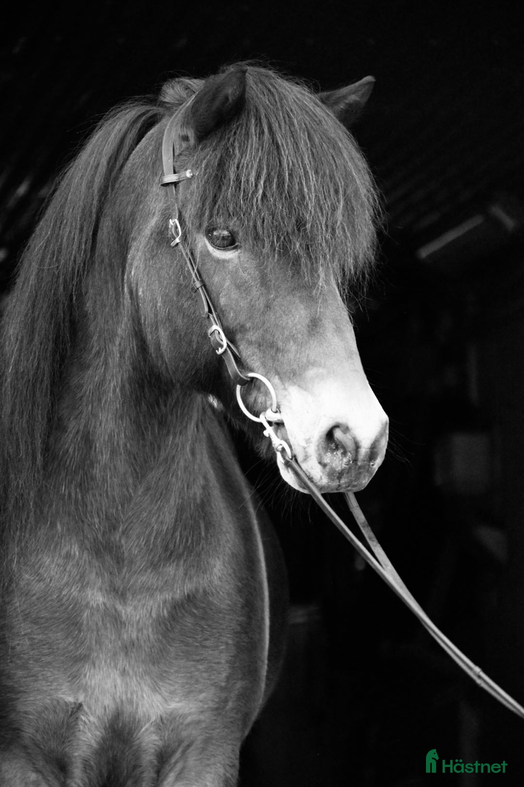 Sällskap hästar till salu: Sällskapshäst söker sitt föralltid hem i Rimbo - Annons 5