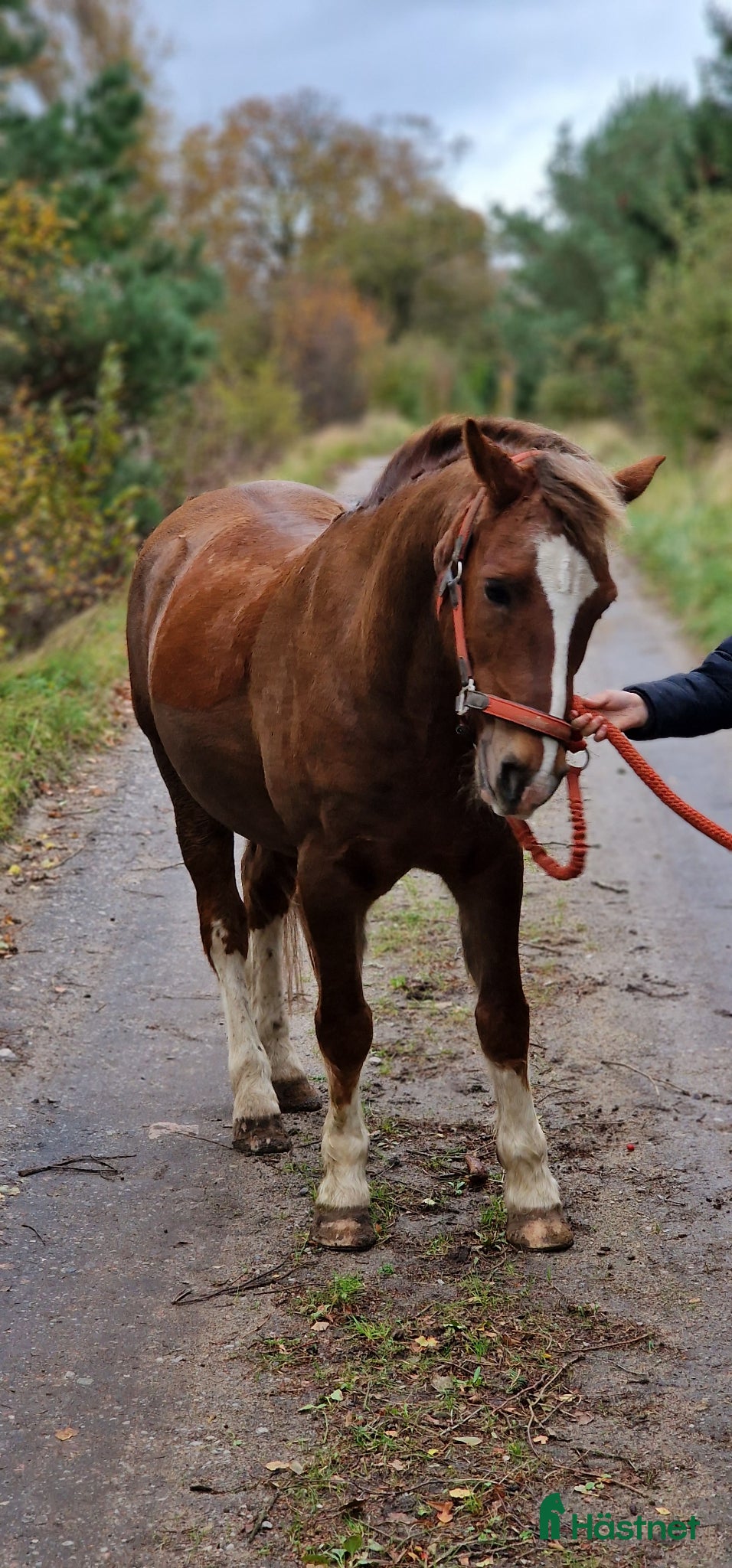  hästar Supersnäll Maxad B ponny  - Annons 2