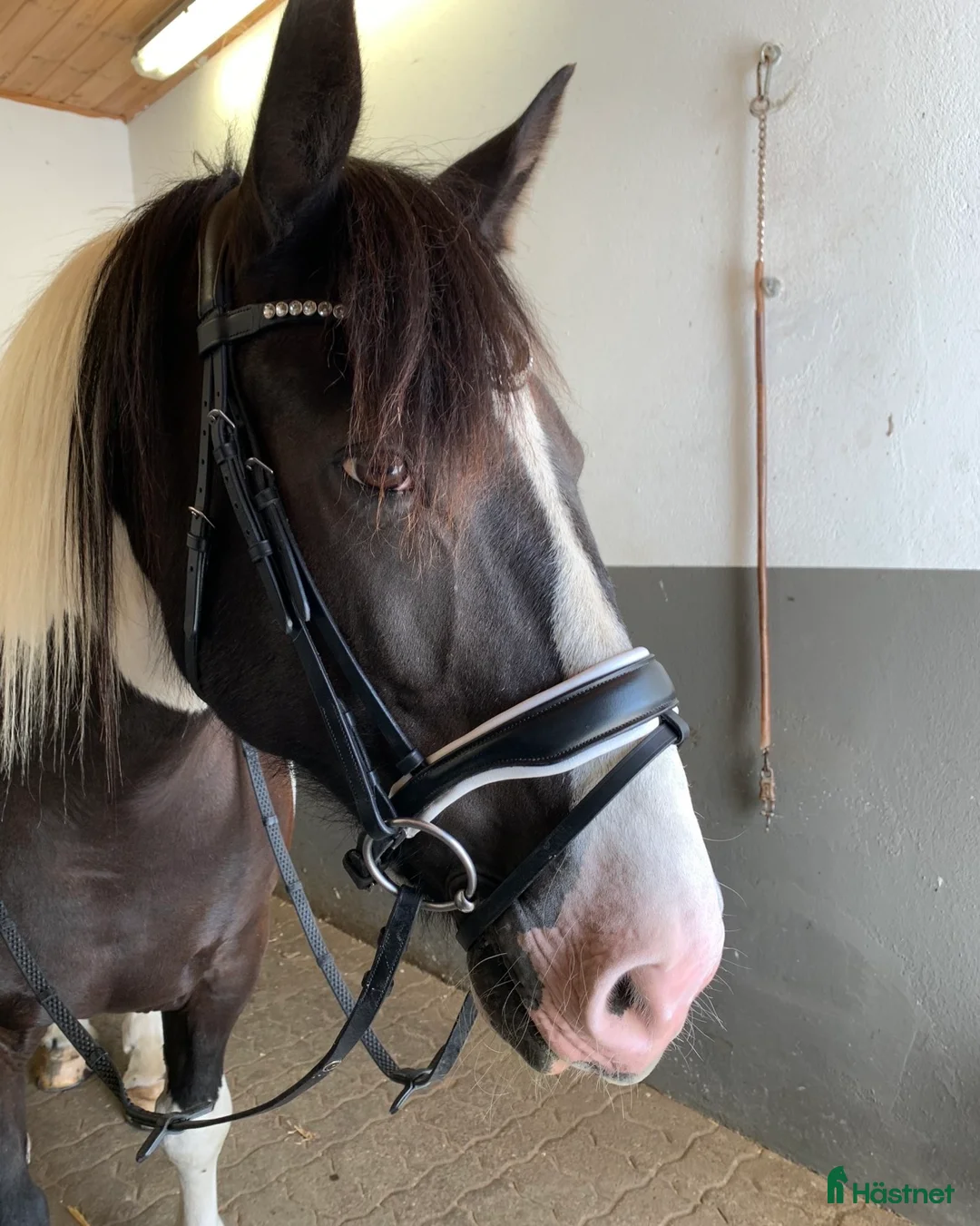 Träns hästutrustning till salu: SD Design träns i Trelleborg - Annons 2