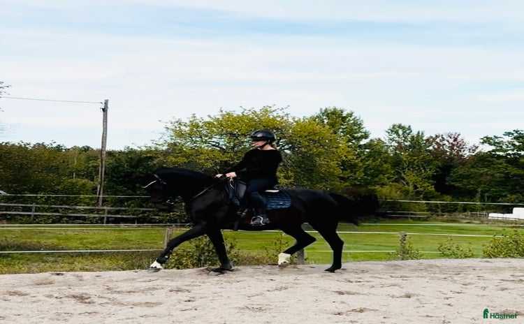  hästar i Västervik - Annons 10