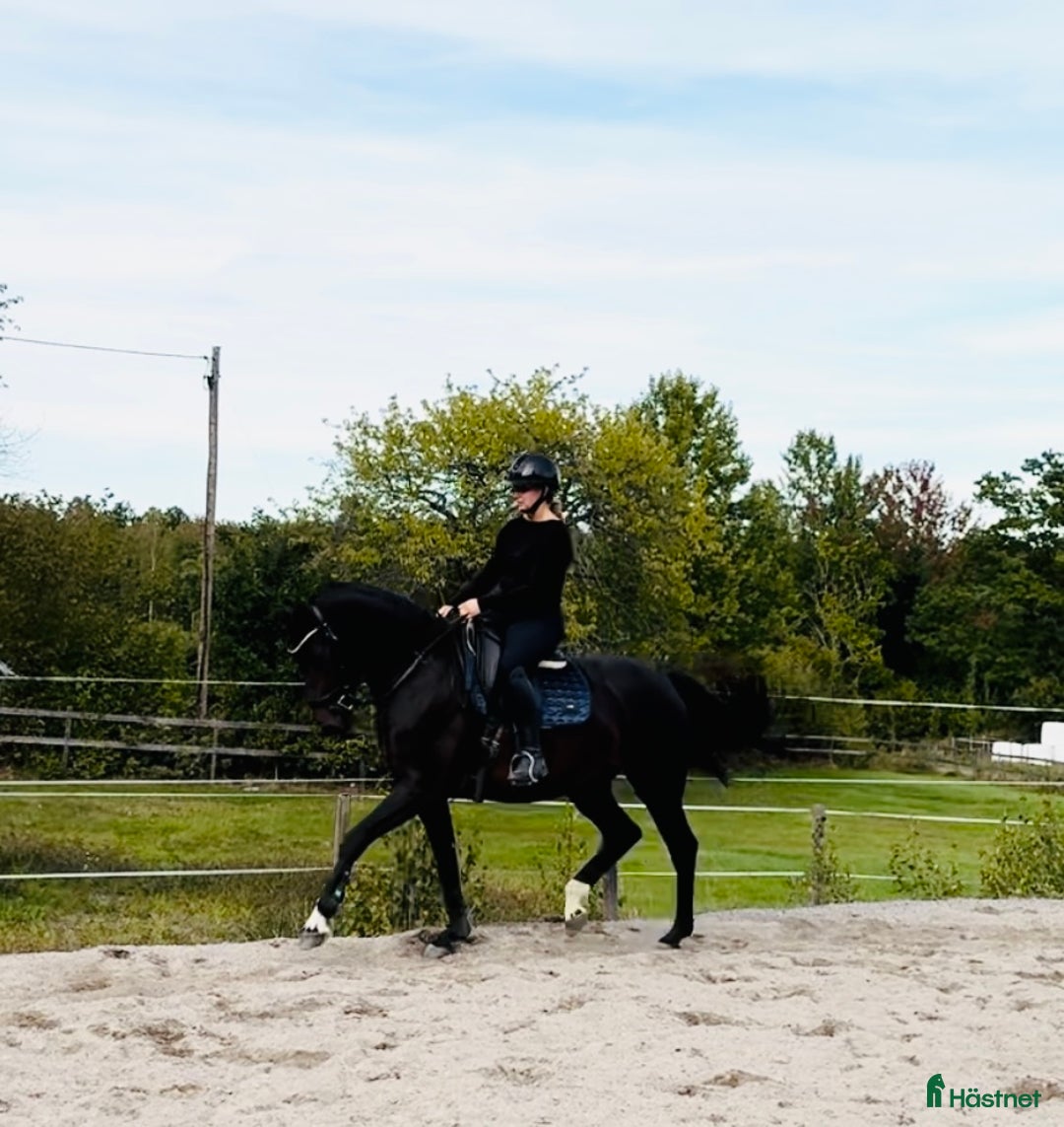 Dressyr hästar till salu: Unghäst för framtiden! i Västervik - Annons 1