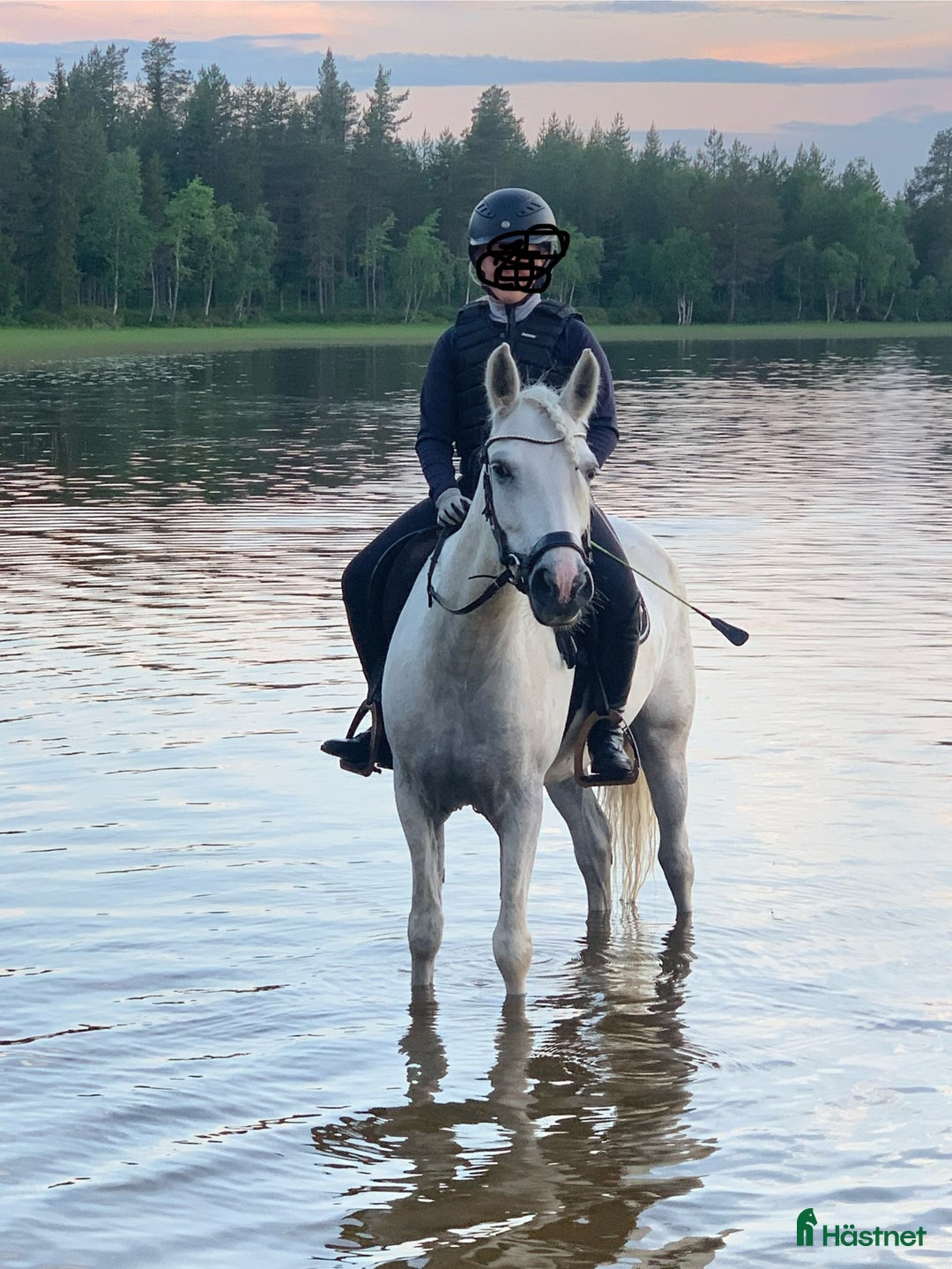 Allround hästar till salu: En bästa kompis  i Sangis - Annons 5