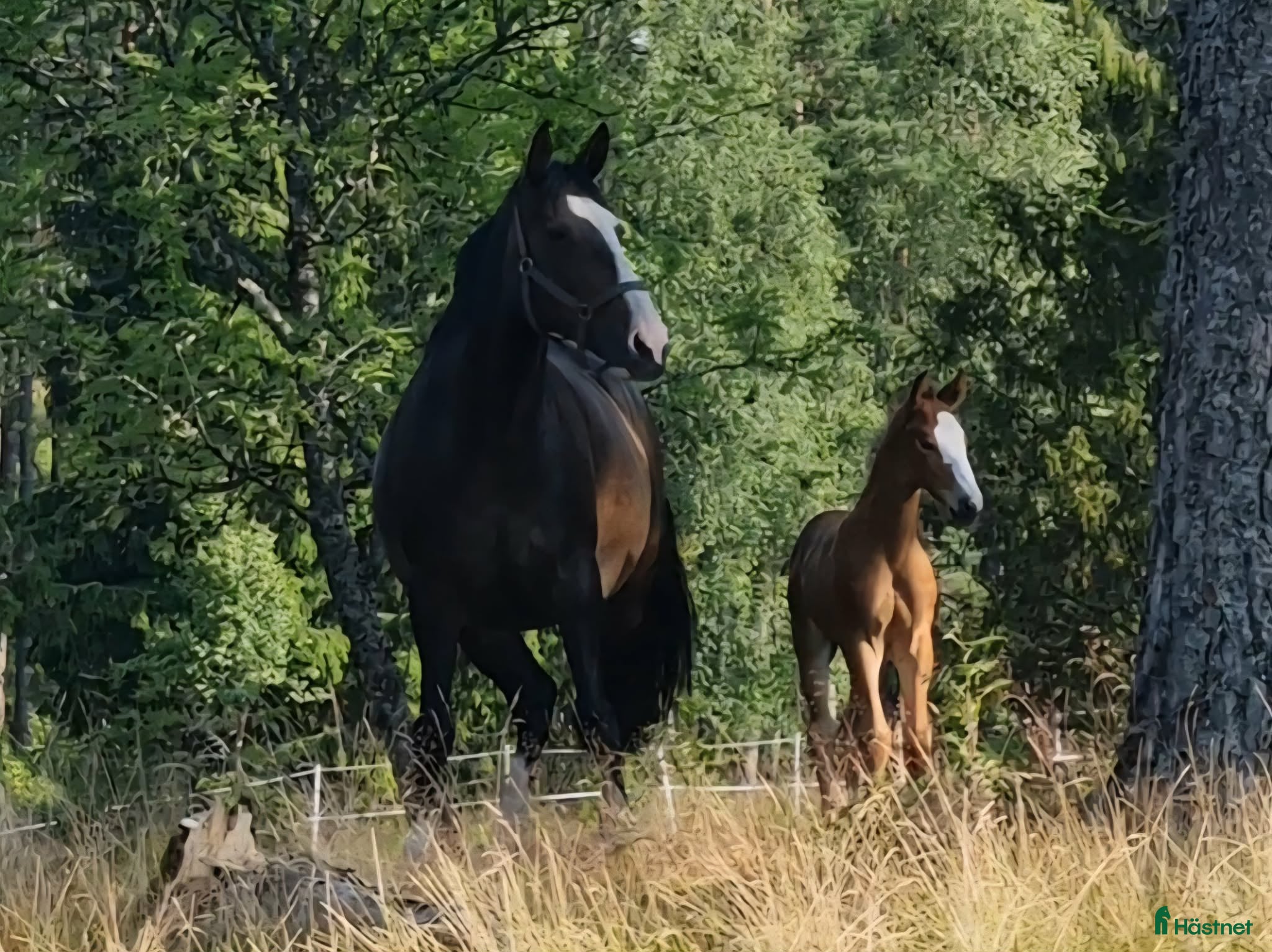  hästar Underbart Irländskt Sto - Annons 1