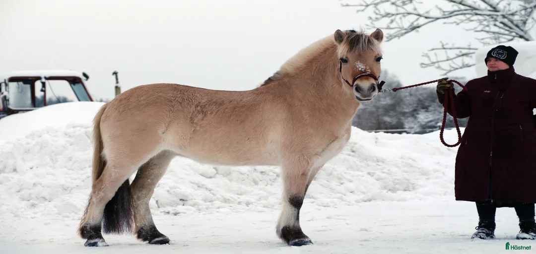 Galleribild {{count}}