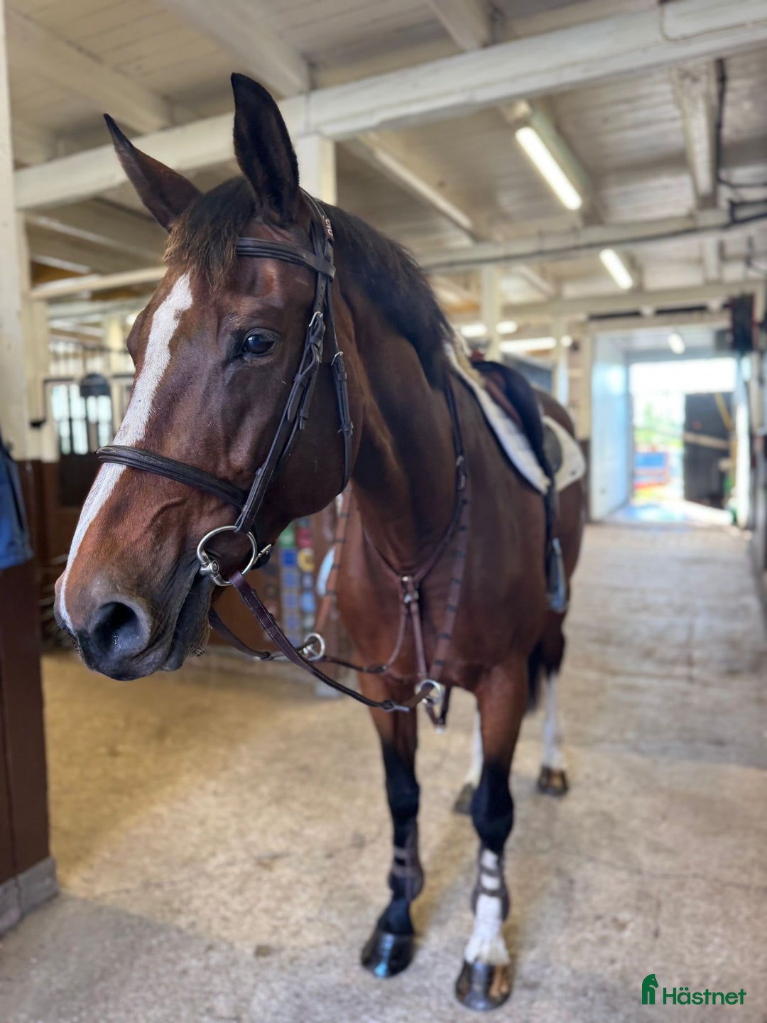 Hoppning hästar till salu: 10 årigt sto med plac 130- kapacitet för mer!  i Täby - Annons 7