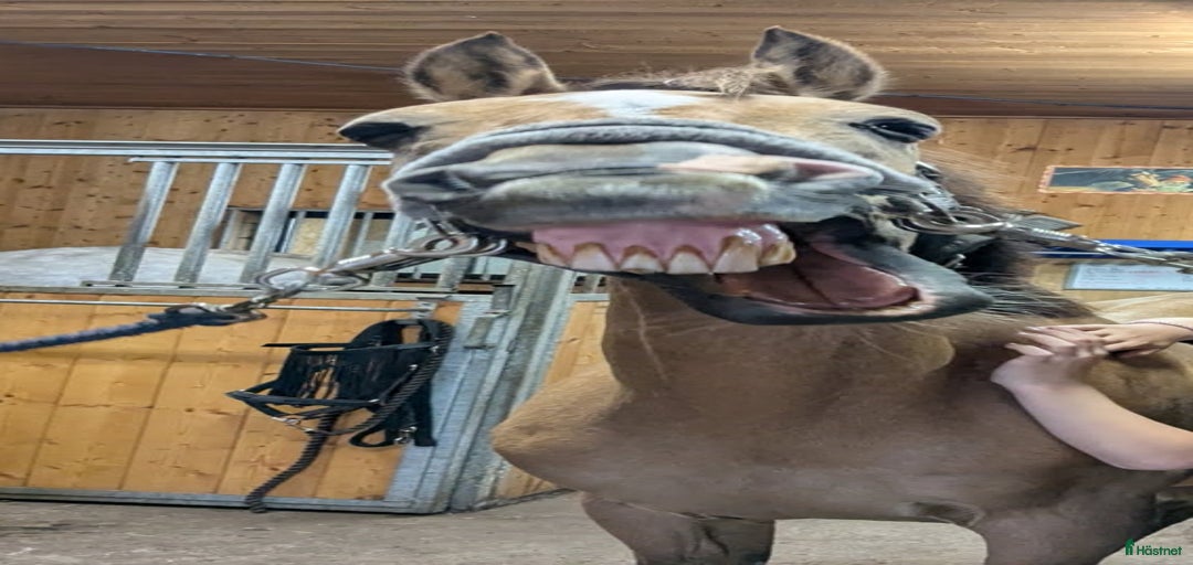 Galleribild {{count}}