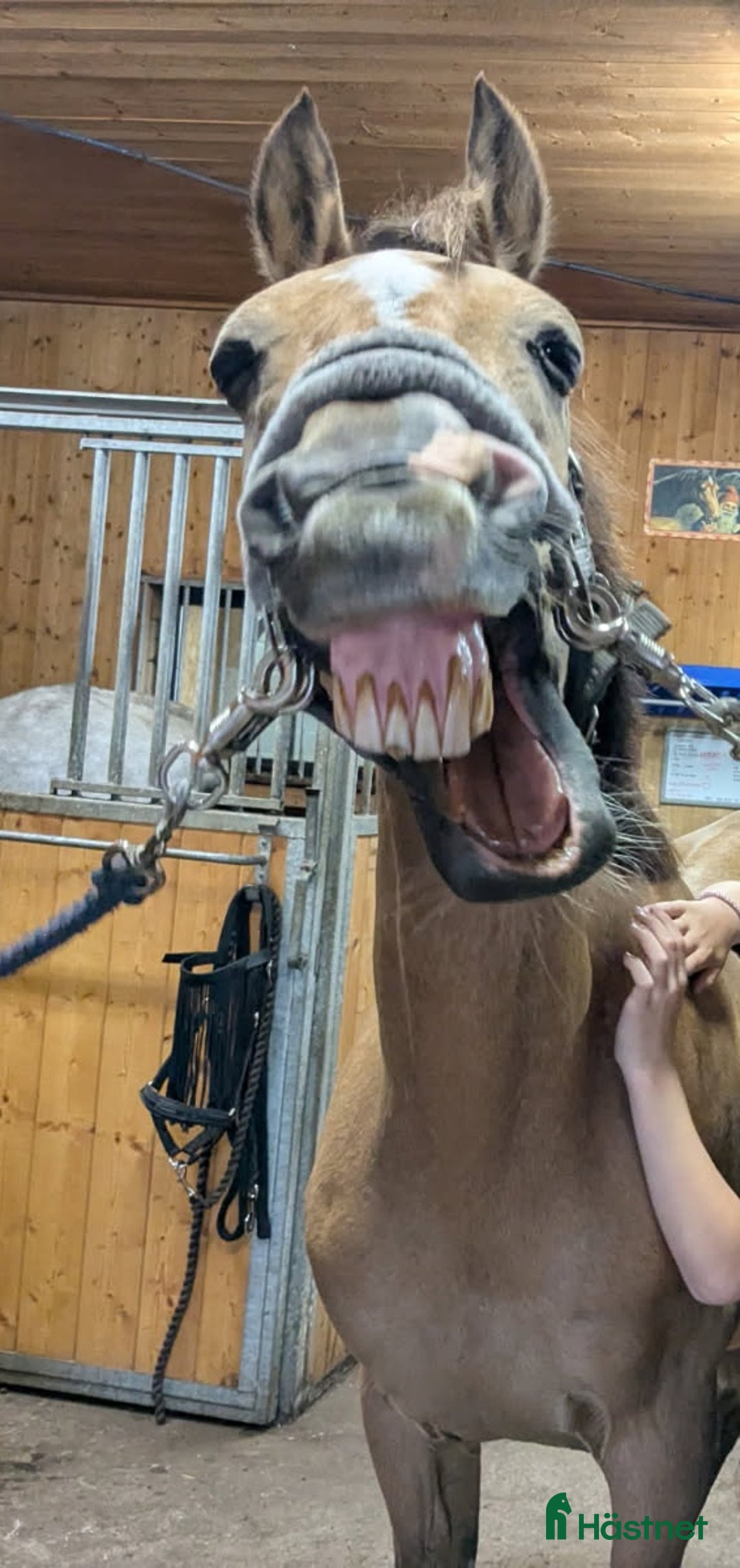 Galleribild {{count}}