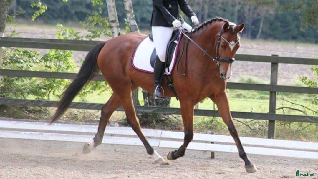 Dressyr hästar till salu: Välutbildad valack  i Varnhem - Annons 1