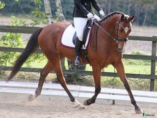 hästar Välutbildad valack i Varnhem - Annons 11