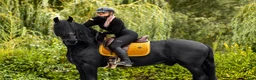 Dressyr hästar till salu: Amazing fresian! Perfect familly horse or sport - Annons 9