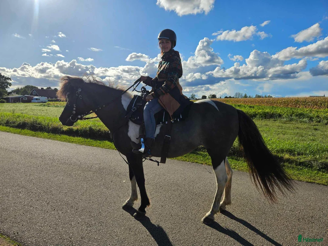 Island hästar sökes: Foder för senare köp- bindande! 6-12mån - Annons 2