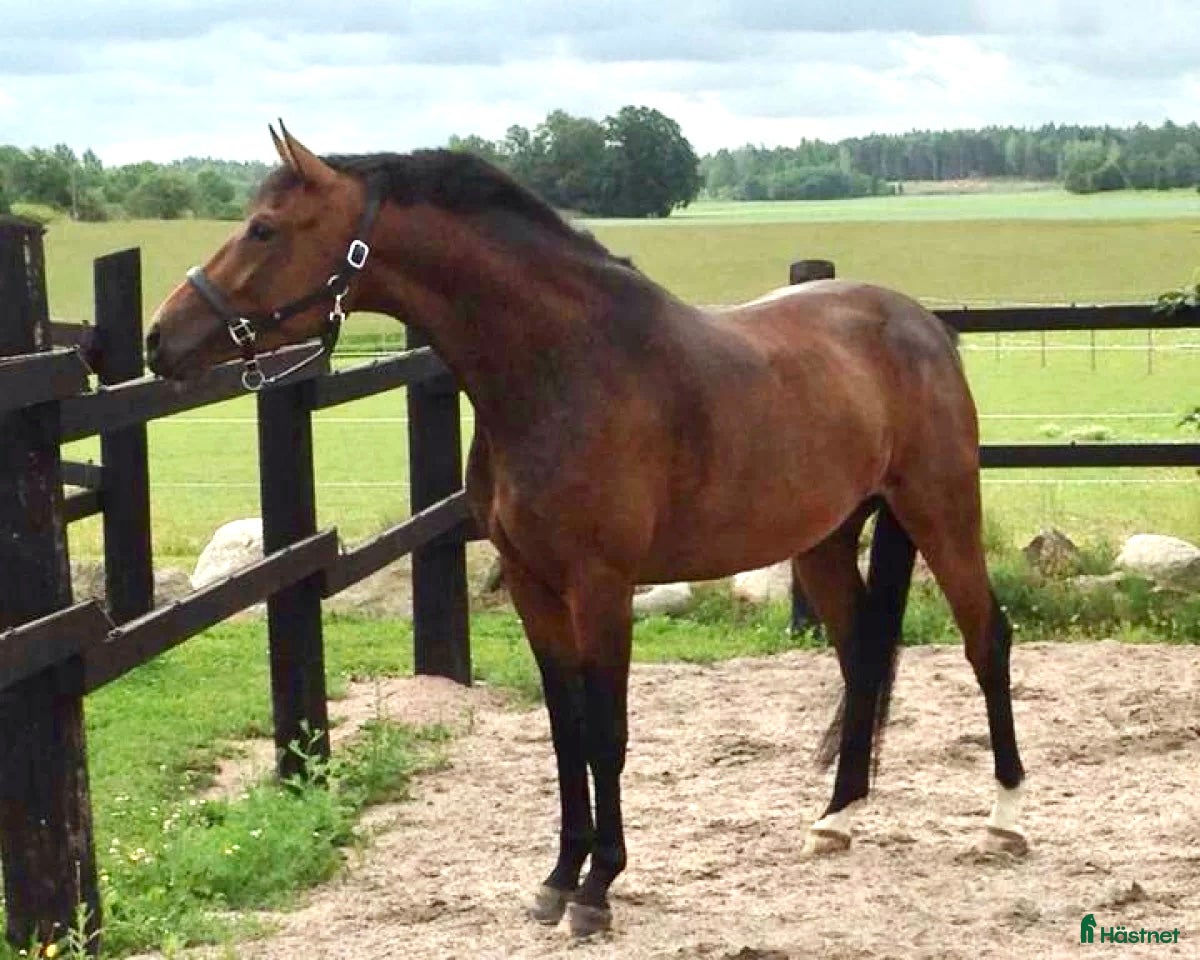  hästar BOKAD: Avelssto dräktig m Hesselhøj D.U i Kalmar - Annons 14