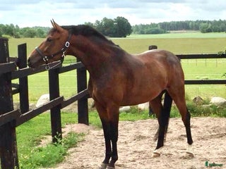 Dressyr hästar till salu: BOKAD: Avelssto dräktig m Hesselhøj D.U i Kalmar - Annons 1