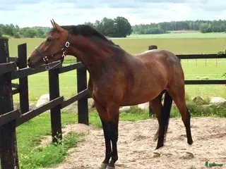 hästar Välstammat avelssto för medveten avel - Annons 6