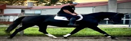Allround hästar till salu: Black Pearl Waria – Exceptional 5-Year-Old Mare - Annons 9