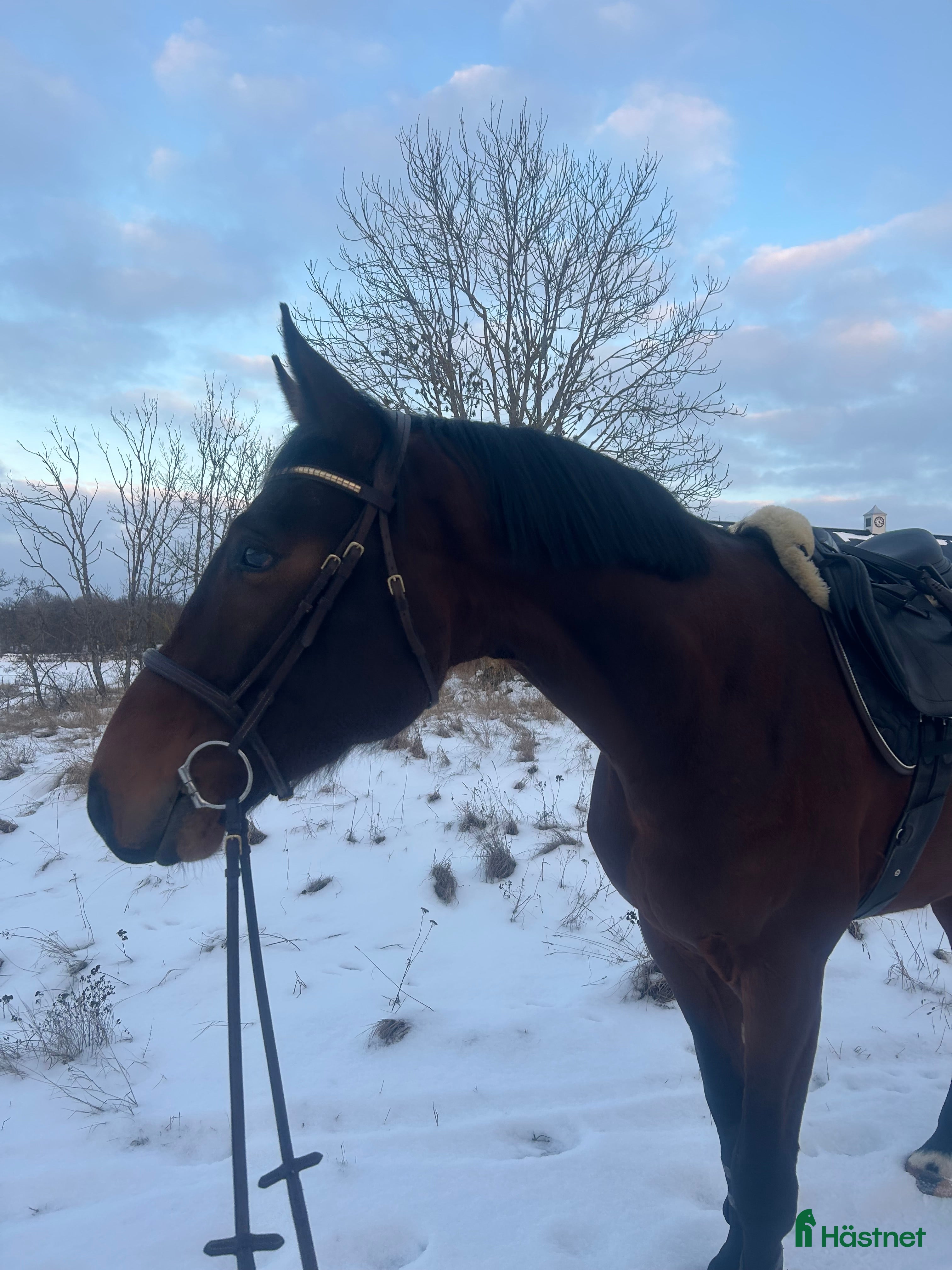  hästar Lovande 5-åring - Annons 15