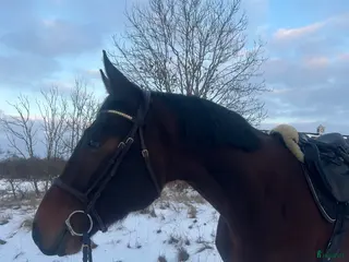 hästar Lovande 5-åring - Annons 15