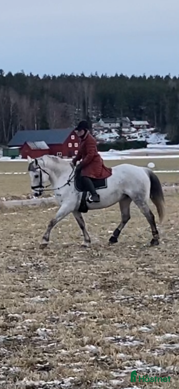  hästar Är du Babsans nya bästis? i Västerås - Annons 6