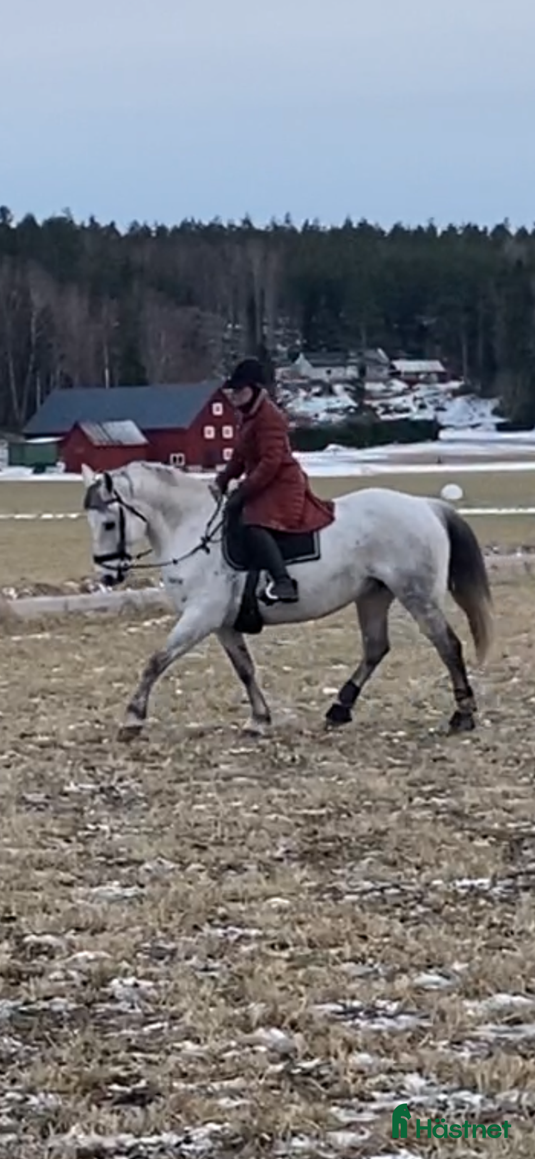 Allround hästar till salu: Är du Babsans nya bästis? i Västerås - Annons 1