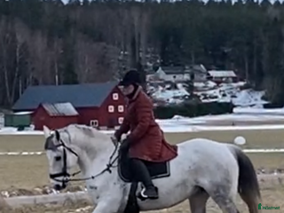 hästar Är du Babsans nya bästis? i Västerås - Annons 2