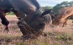 Allround hästar till salu: Fin 2 åring efter Oneofakinde- Don Primero i Degeberga - Annons 1