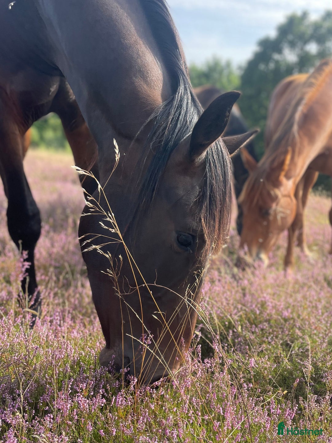 Allround hästar till salu: Fin 2 åring efter Oneofakinde- Don Primero i Degeberga - Annons 1