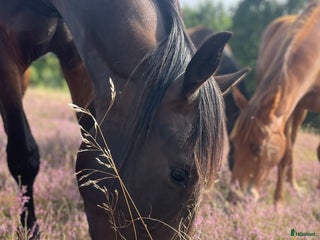 Allround hästar till salu: Fin 2 åring efter Oneofakinde- Don Primero i Degeberga - Annons 1