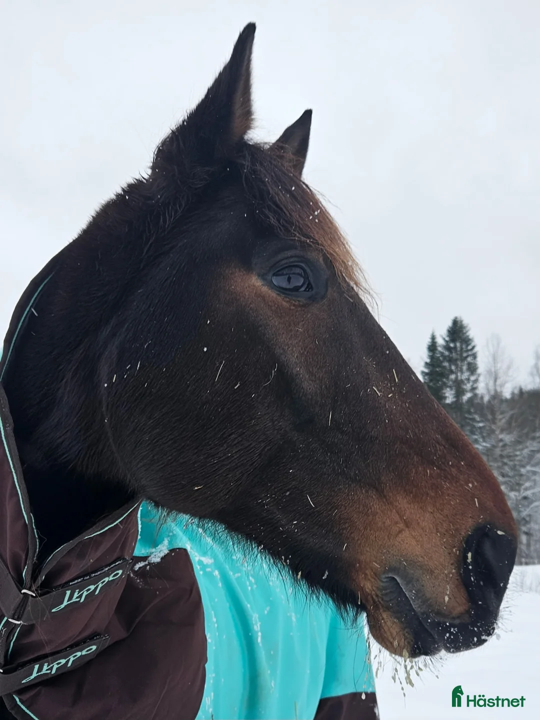 Allround hästar till salu: Snäll och vacker valack  - Annons 3