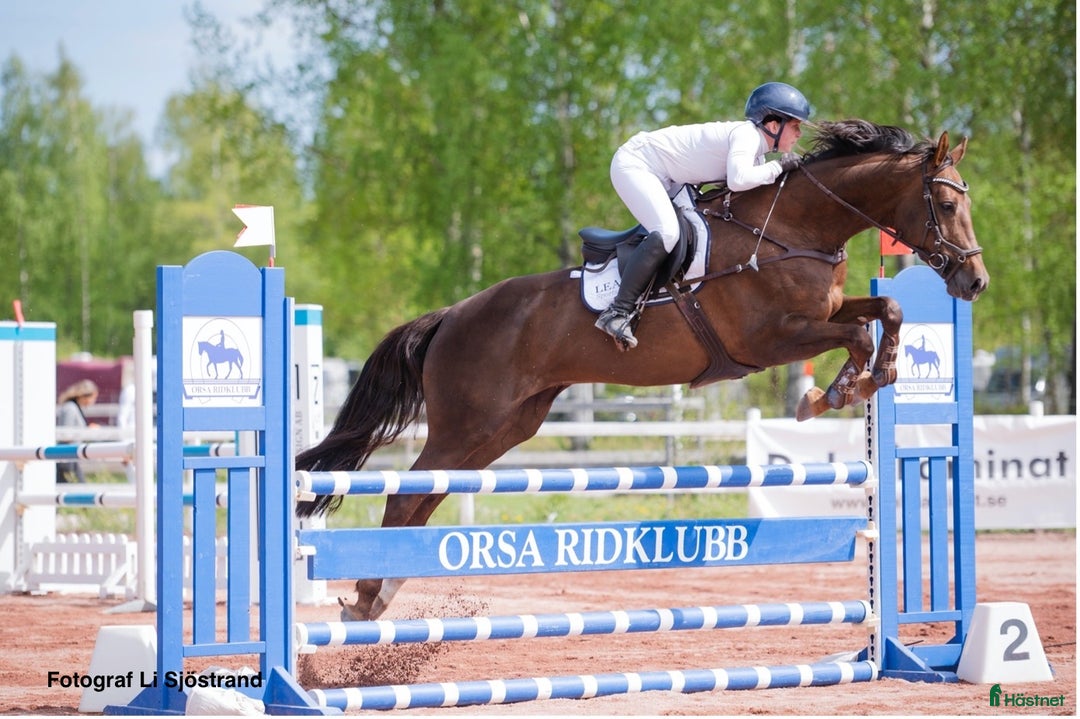 Hoppning hästar till salu: Vackert SWB sto i Sveg - Bild 1