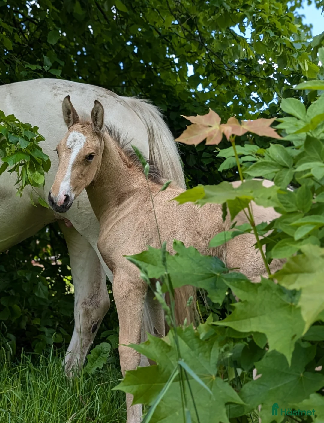 Allround hästar till salu: Ljuvligt gulbrunt frederiksborgersto - Annons 6