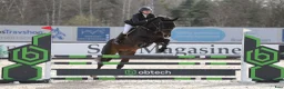 Hoppning hästar till salu: 6-åring med potential - Annons 5