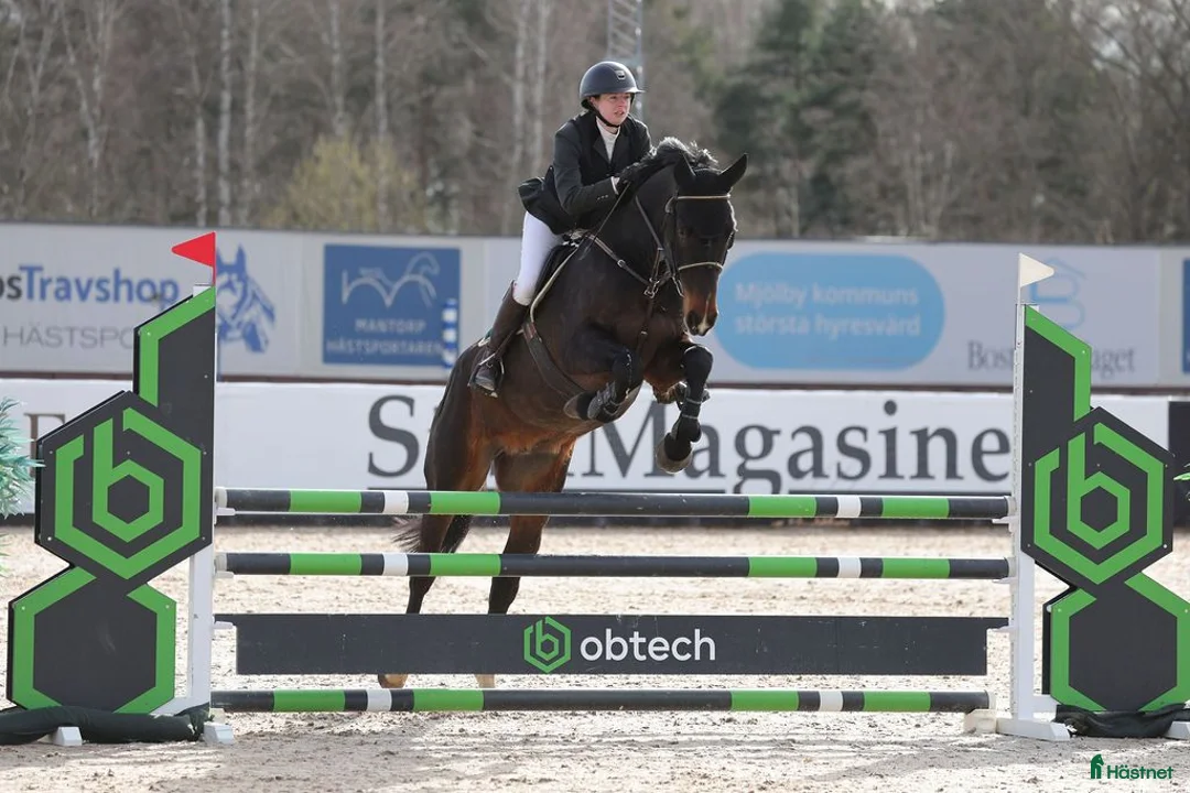 Hoppning hästar till salu: 6-åring med potential - Annons 5