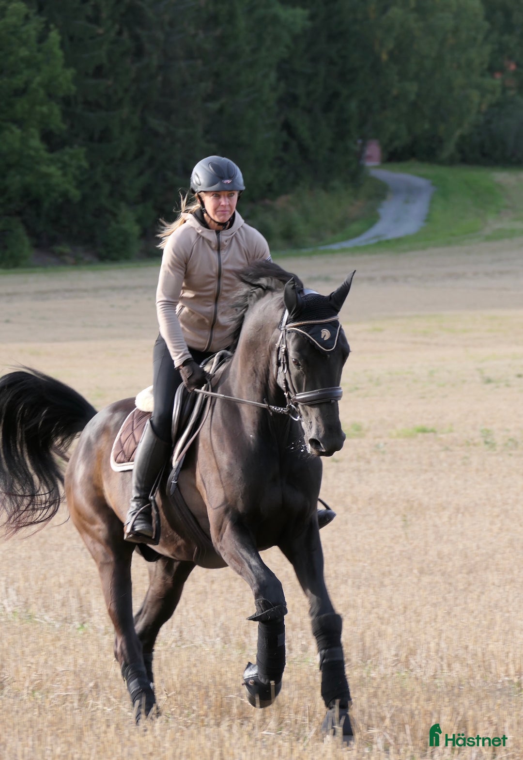 Dressyr hästar till salu: Flott dressyrvalack, läromästare i Uppsala - Annons 2