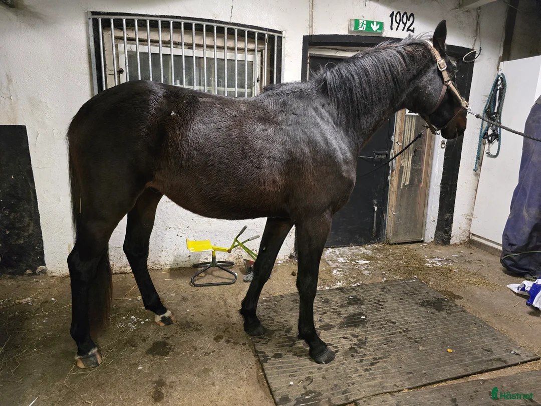 Allround hästar till salu: Ej påbörjad treåring i Örsundsbro - Annons 3