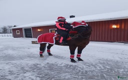 Allround hästar till salu: Vår älskade "Mini" i Kalix - Bild 1