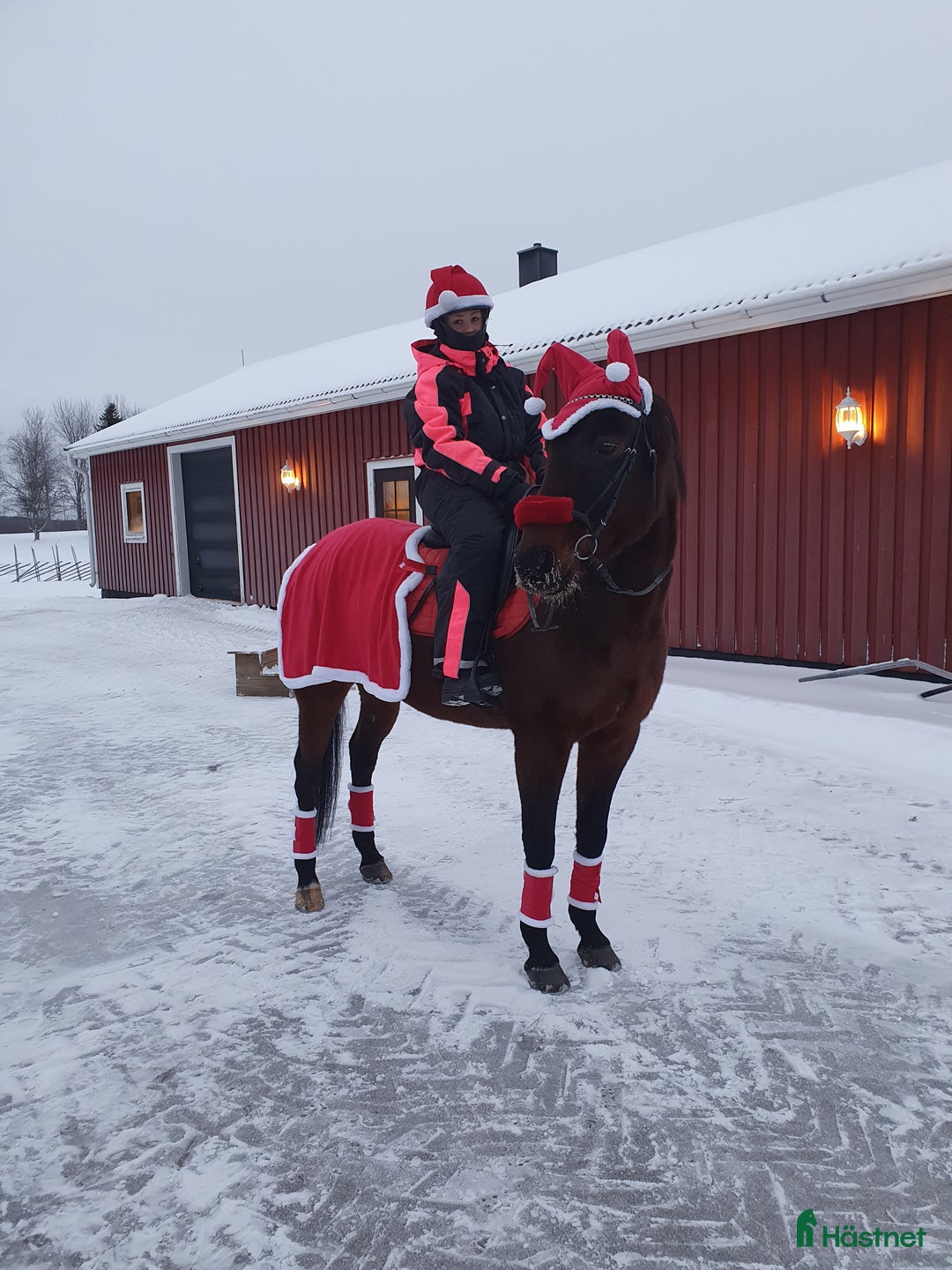 Allround hästar till salu: Vår älskade "Mini" i Kalix - Bild 1