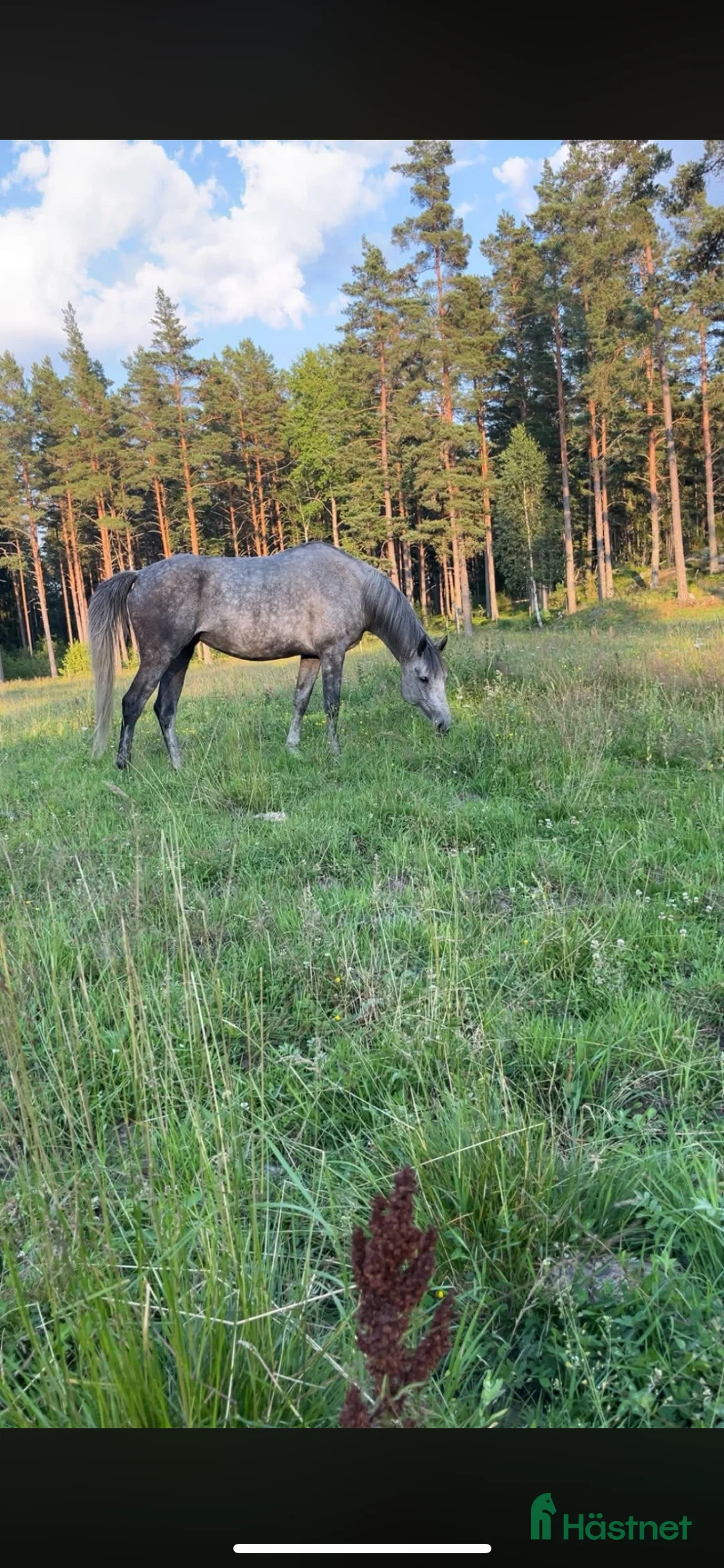  stallplats finnes: Sommarbete/rehab/unghästar mm i Ärla - Annons 2