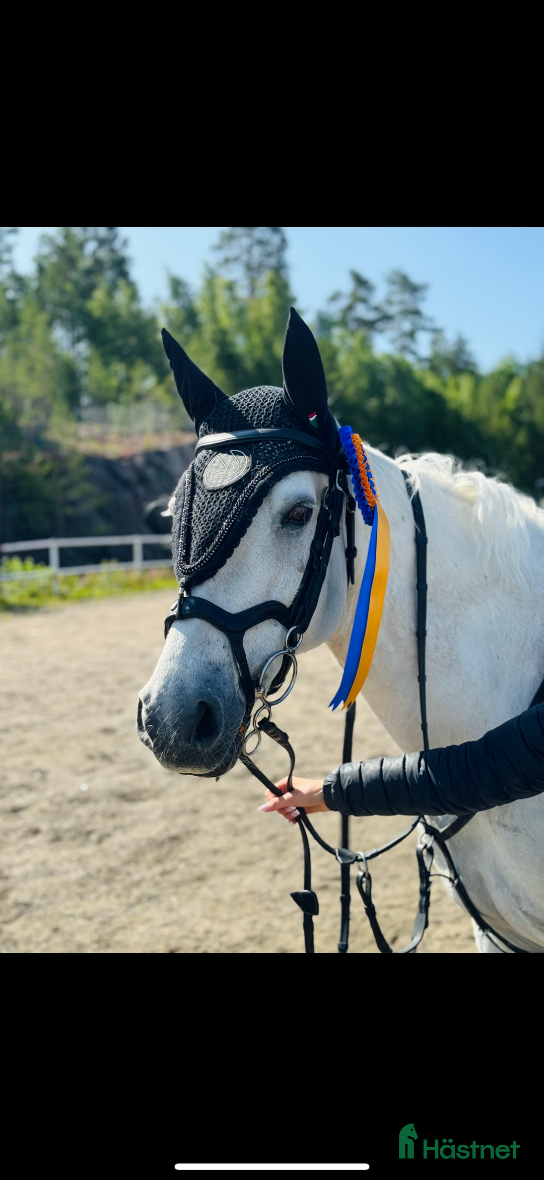 Hoppning hästar till salu: Super fin c ponny connemara  i Delsbo - Annons 2