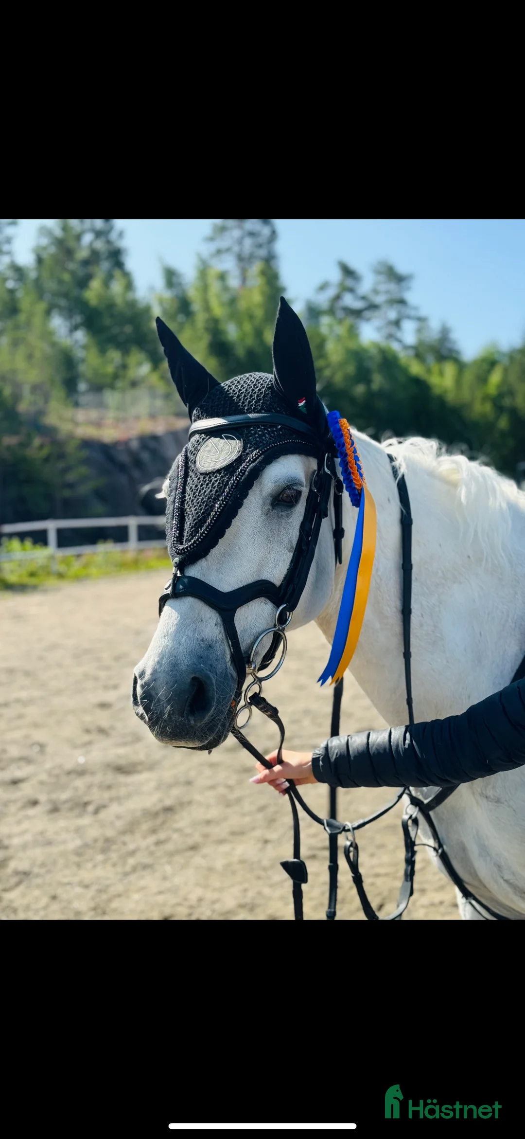 Hoppning hästar till salu: Super fin c ponny connemara  i Delsbo - Annons 2
