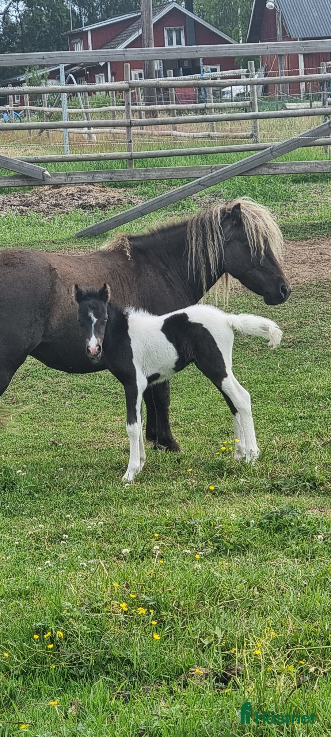 Allround hästar till salu: Underbar mini american föl. i Skara - Annons 12