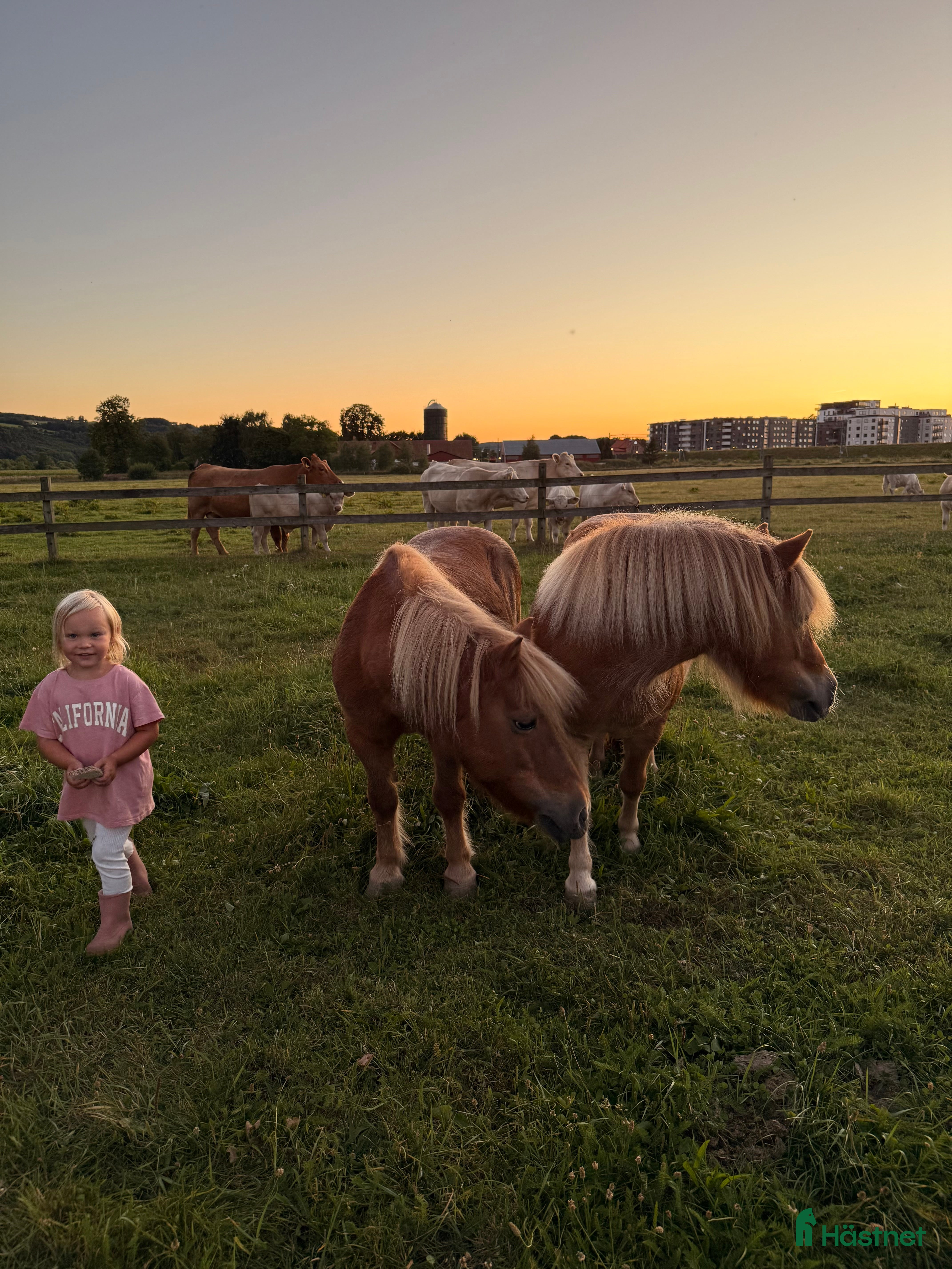  hästar Shetlandsponny Mamma&dotter i Båstad - Annons 1