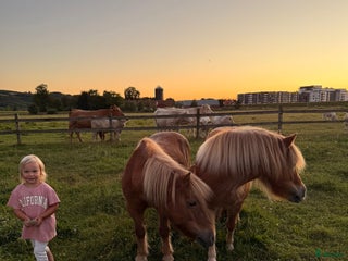 hästar Shetlandsponny Mamma&dotter i Båstad - Annons 1