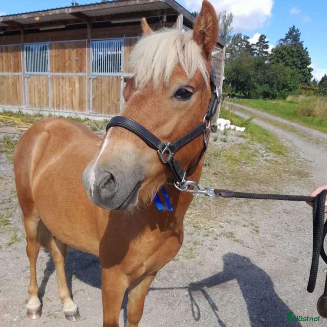 Körning hästar till salu: Fodervärd/Leasingtagare sökes i Flen - Bild 1
