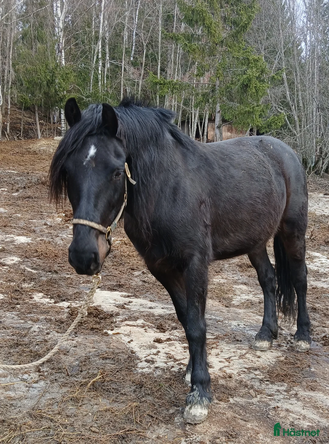 Allround hästar till salu: Kallblodssto - Annons 2