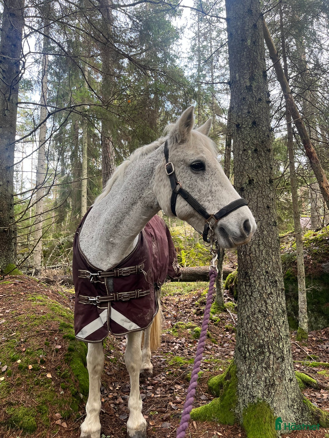 Galleribild {{count}}