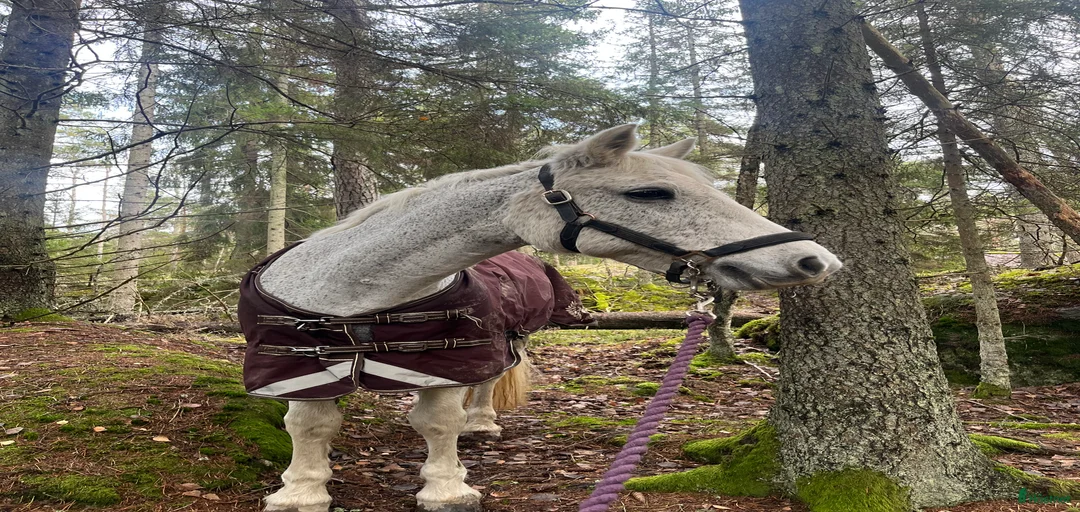 Galleribild {{count}}