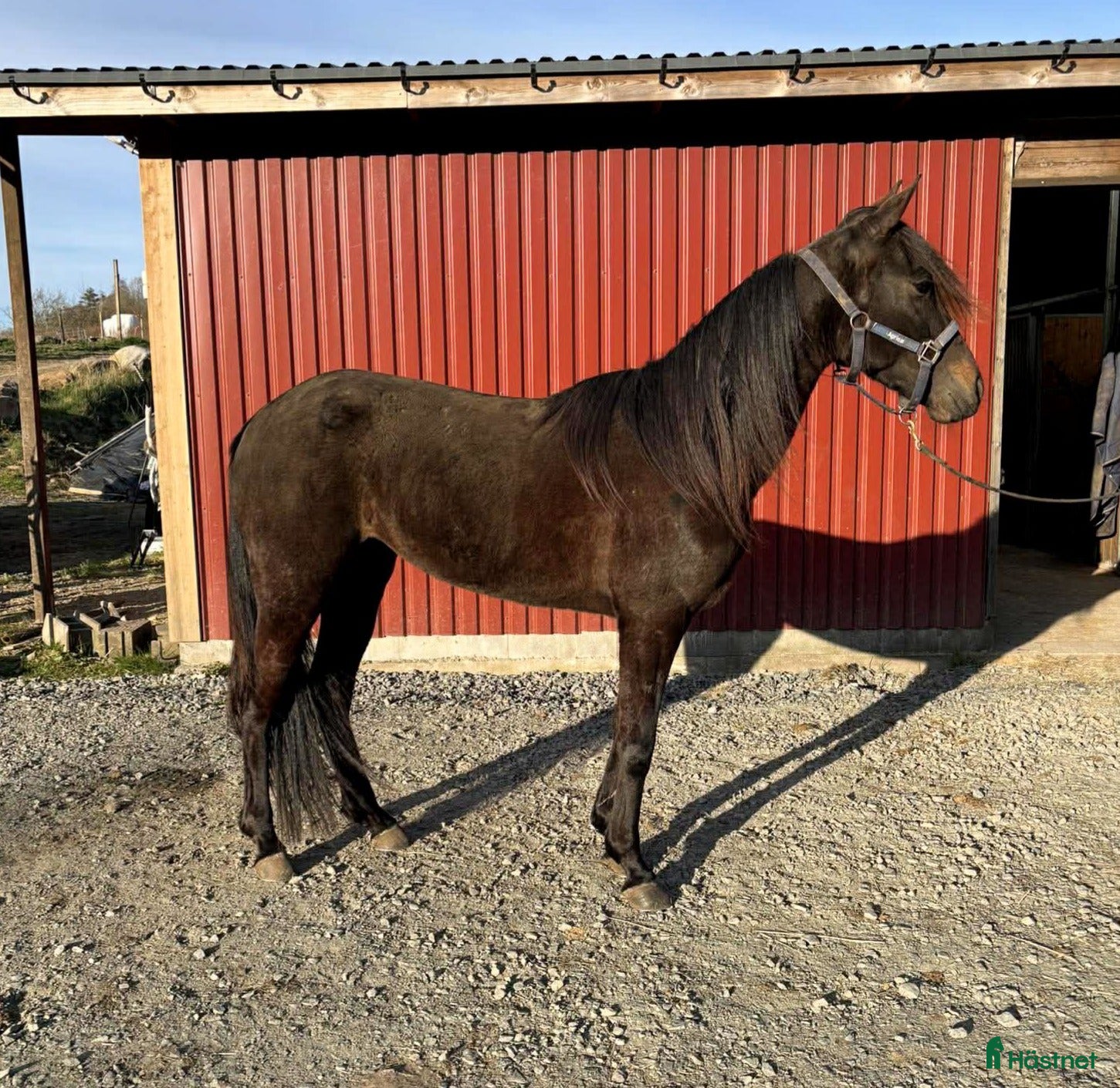  hästar Starthäst till salu/leasas - Annons 1