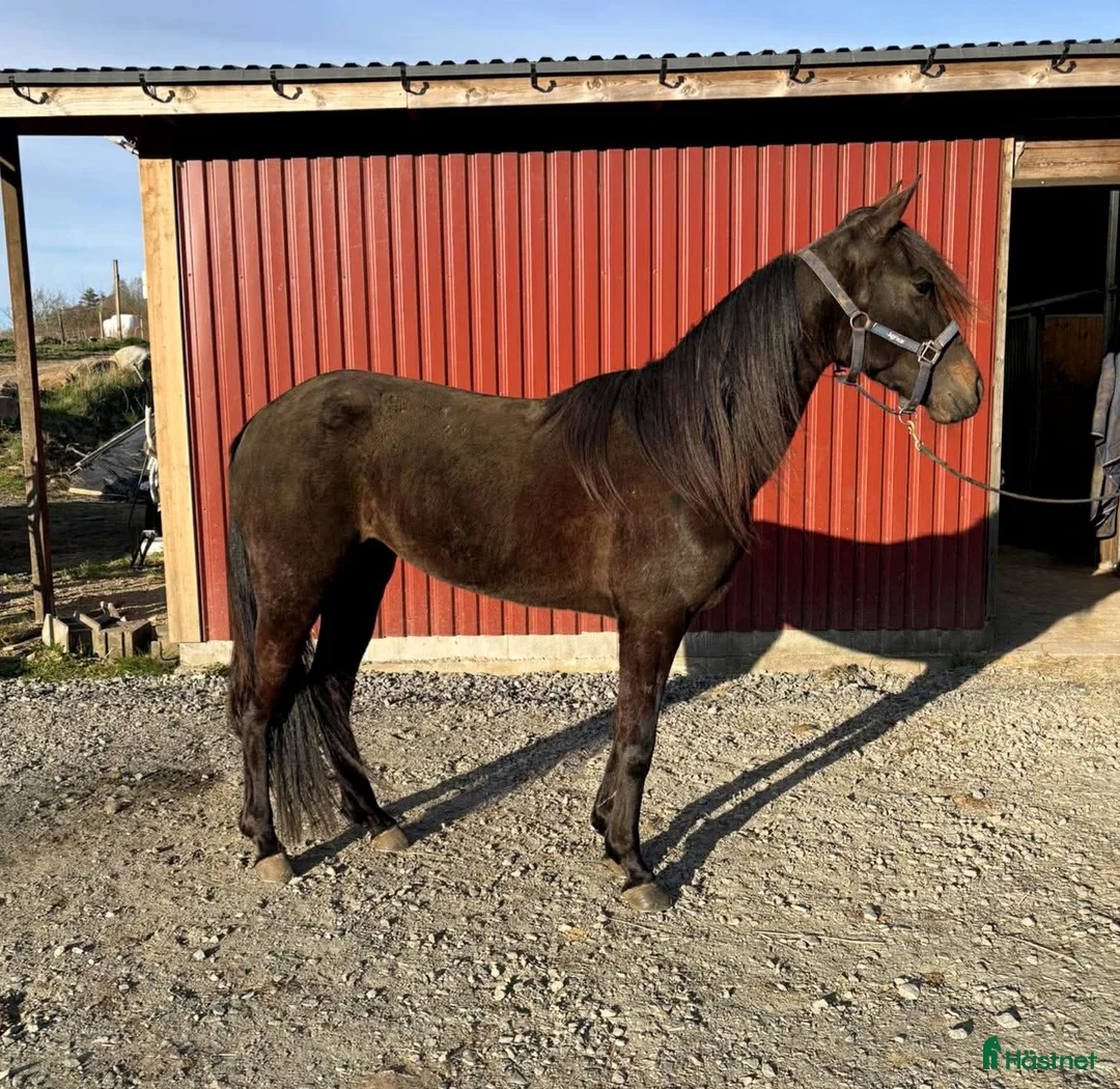 Trav hästar till salu: Starthäst till salu/leasas - Annons 1